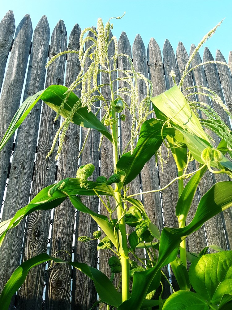 knowledge of the land punk rock prairie companion the outlaw lunchbox project home of the angry Mennonite